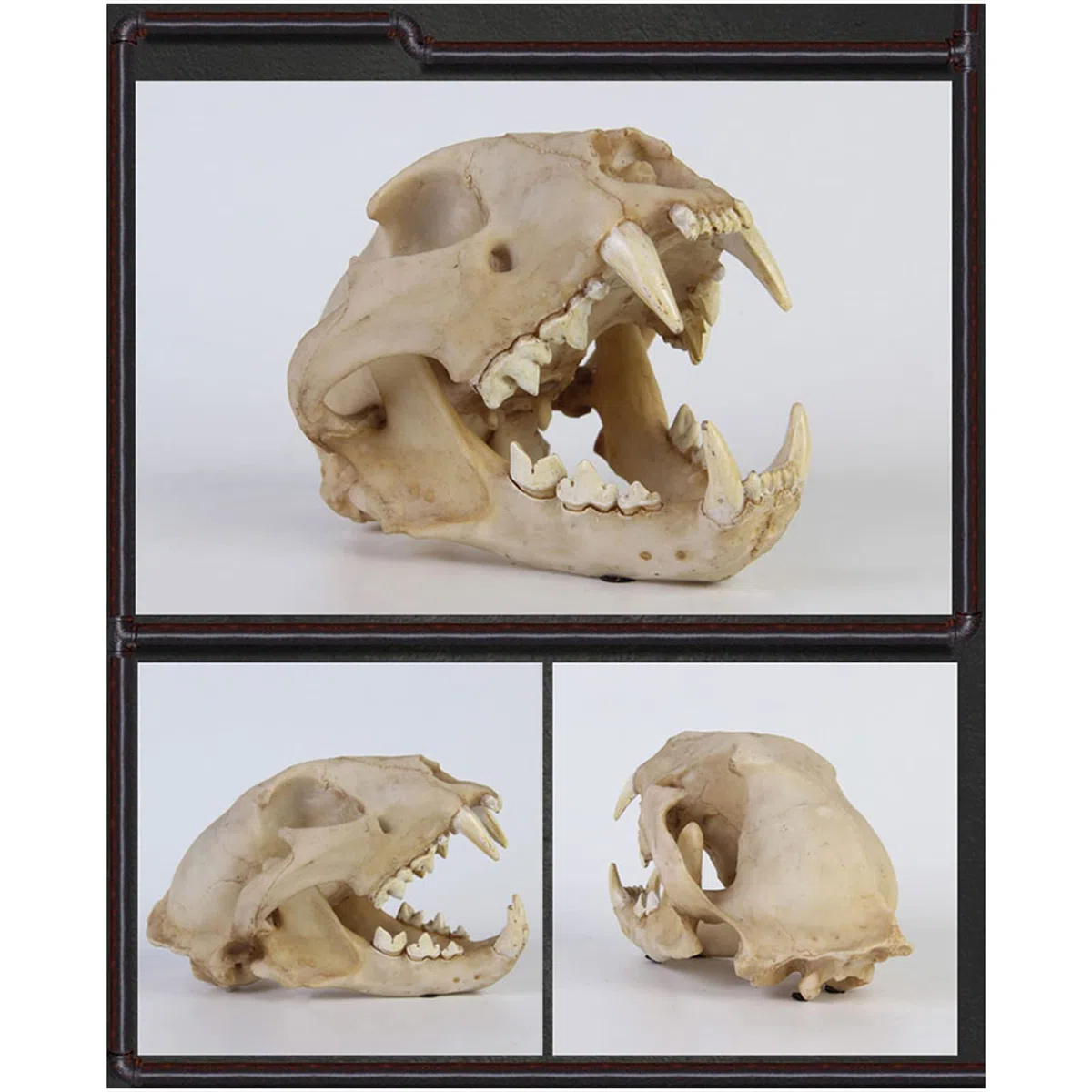 Leopardenschädel-Replik, Tierschädel-Knochenfossilien-Modell, Kunstharz, echtes Tierschädel-Leopardenkopf-Modell, für den naturwissenschaftlichen Unterricht, Tierschädel-Kopfmodell