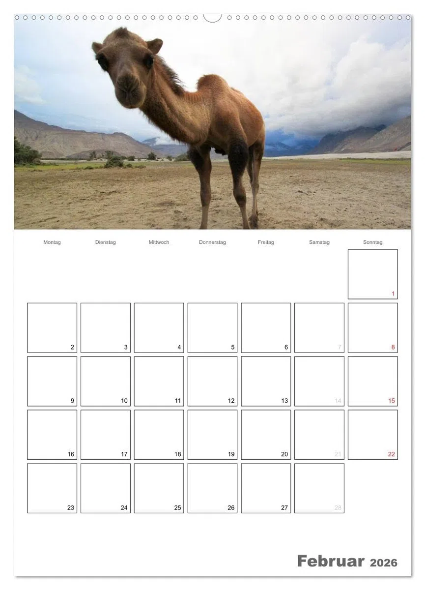 Kamel Porträt (hochwertiger Premium Wandkalender 2026 DIN A2 hoch), Kunstdruck in Hochglanz: Der etwas andere Tierkalender jetzt als Familienplaner (CALVENDO Tiere)