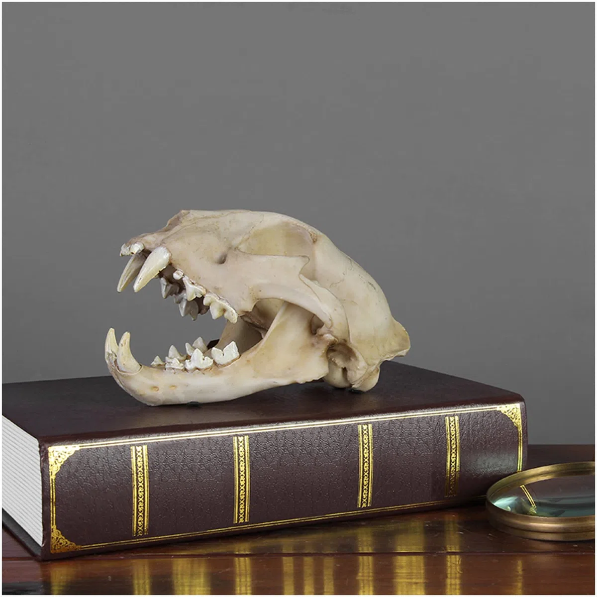Leopardenschädel-Replik, Tierschädel-Knochenfossilien-Modell, Kunstharz, echtes Tierschädel-Leopardenkopf-Modell, für den naturwissenschaftlichen Unterricht, Tierschädel-Kopfmodell