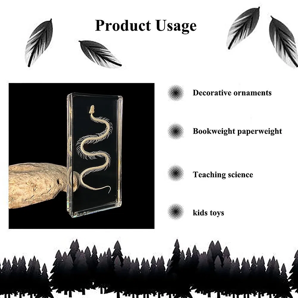 Echtes Tierskelett-Exemplar in Acryl für Fans von Präparatoren und naturwissenschaftlicher Bildung(Bat)