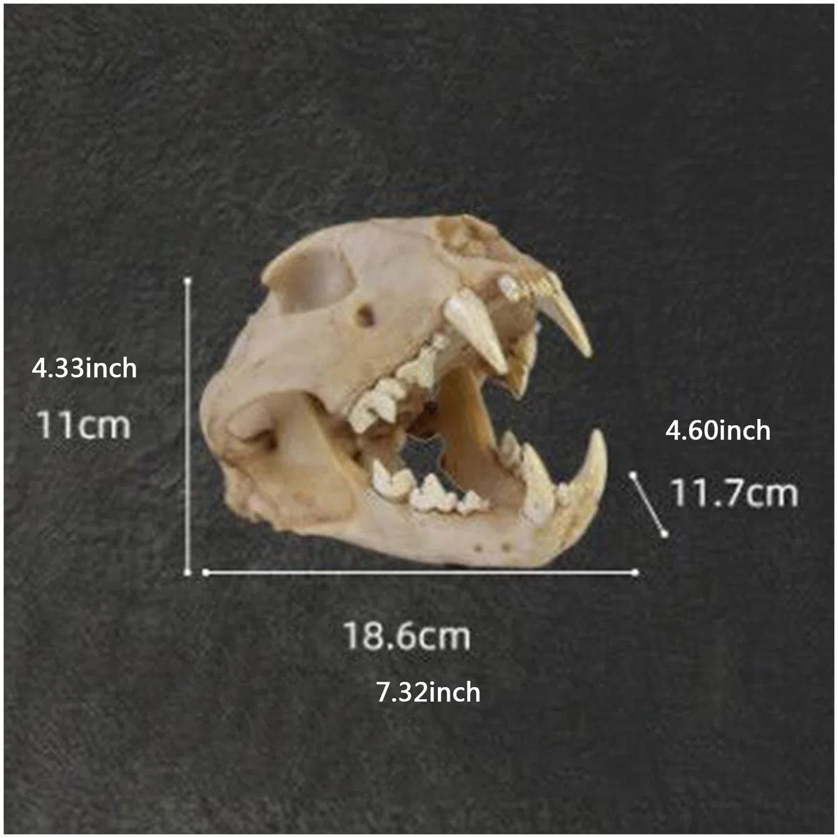 Leopardenschädel-Replik, Tierschädel-Knochenfossilien-Modell, Kunstharz, echtes Tierschädel-Leopardenkopf-Modell, für den naturwissenschaftlichen Unterricht, Tierschädel-Kopfmodell