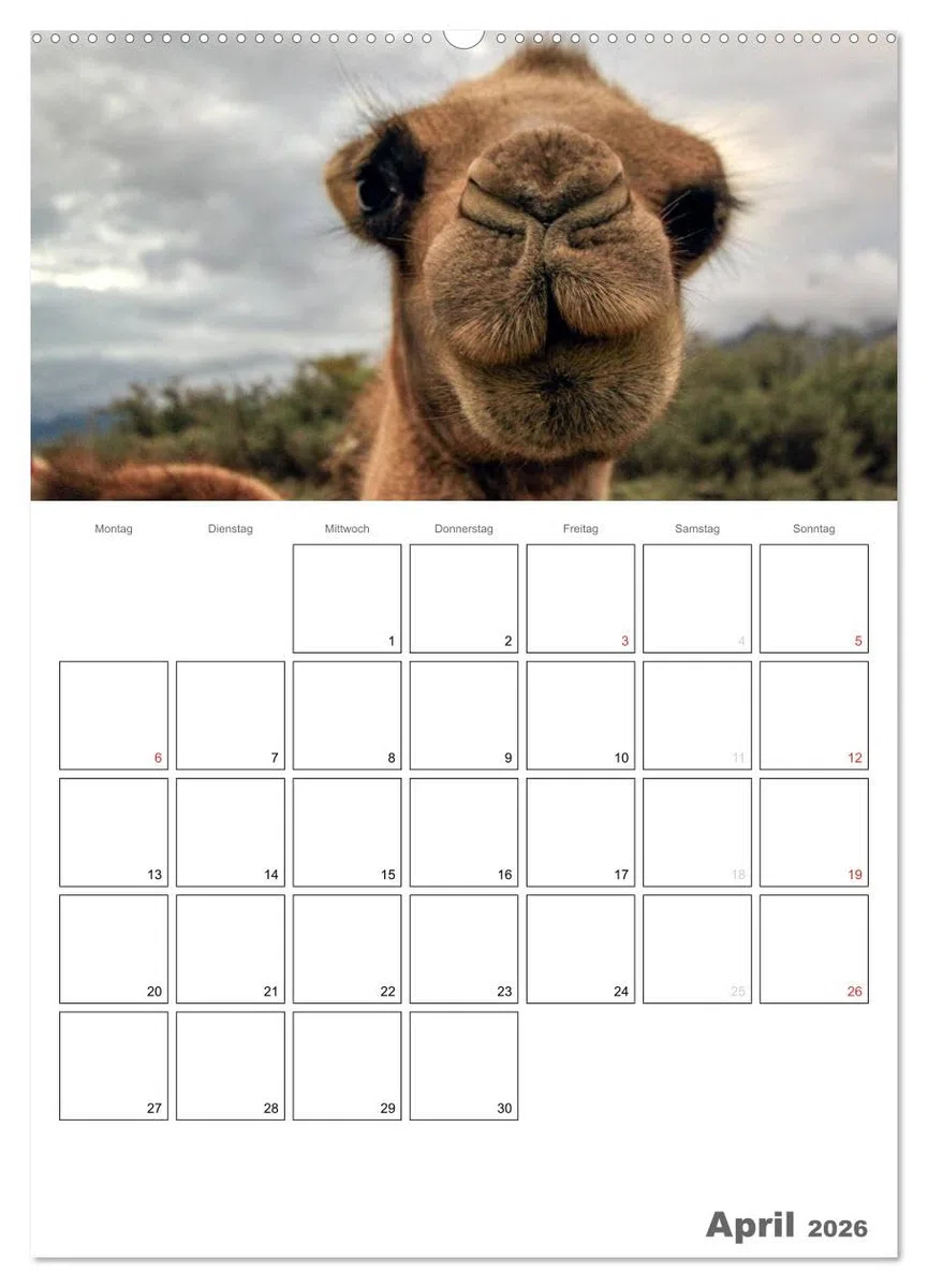 Kamel Porträt (hochwertiger Premium Wandkalender 2026 DIN A2 hoch), Kunstdruck in Hochglanz: Der etwas andere Tierkalender jetzt als Familienplaner (CALVENDO Tiere)