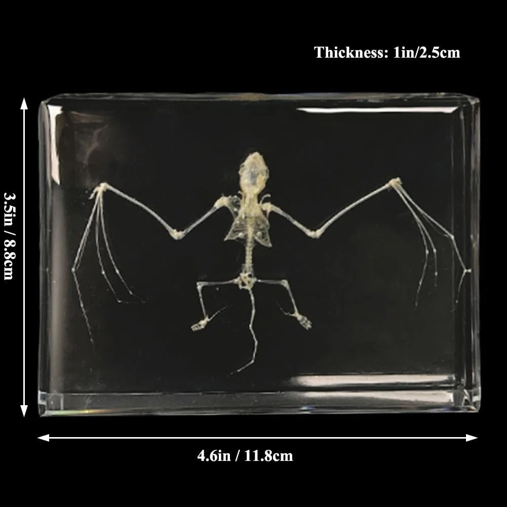 Echtes Tierskelett-Exemplar in Acryl für Fans von Präparatoren und naturwissenschaftlicher Bildung(Bat)