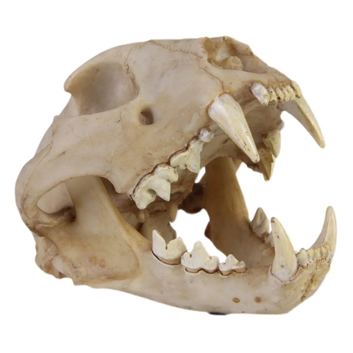 Leopardenschädel-Replik, Tierschädel-Knochenfossilien-Modell, Kunstharz, echtes Tierschädel-Leopardenkopf-Modell, für den naturwissenschaftlichen Unterricht, Tierschädel-Kopfmodell