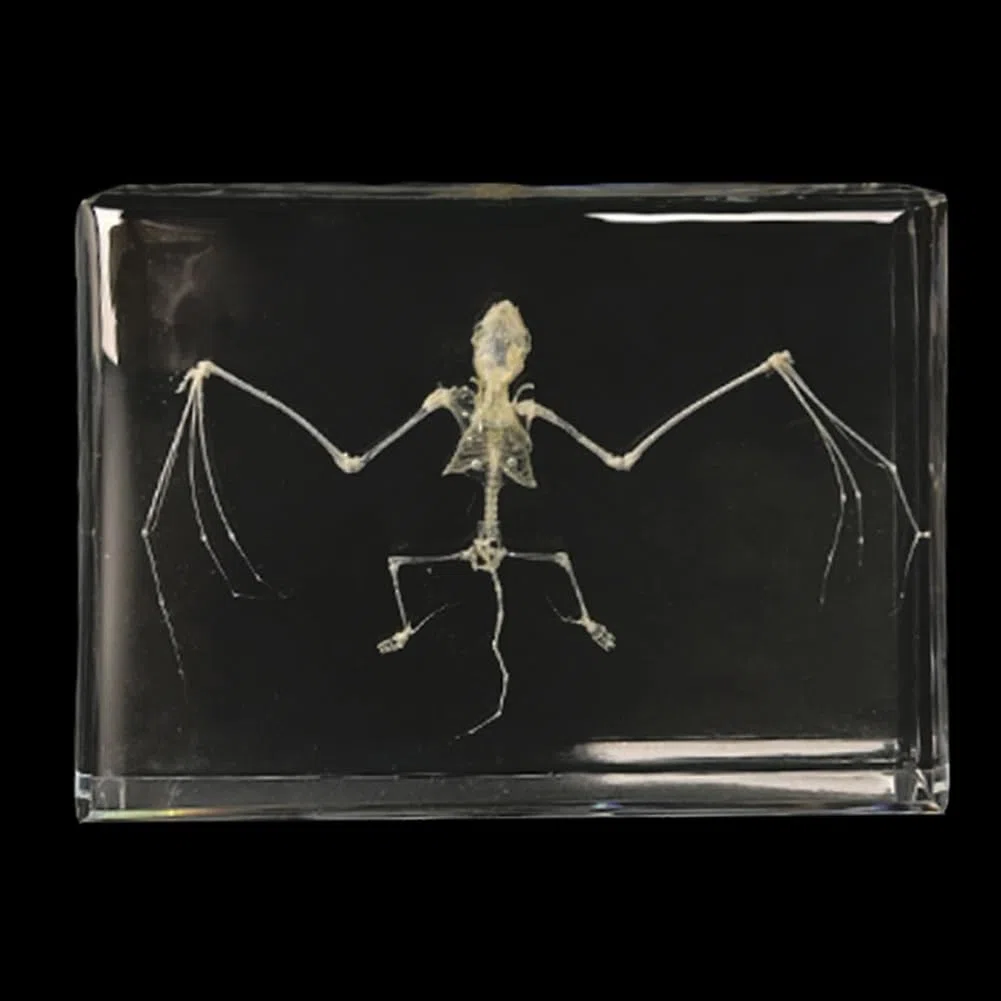 Echtes Tierskelett-Exemplar in Acryl für Fans von Präparatoren und naturwissenschaftlicher Bildung(Bat)